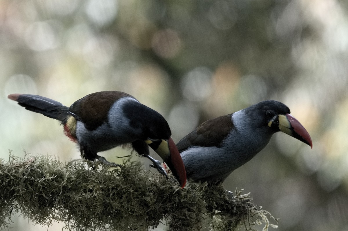 lavendeltukan - ML645046426