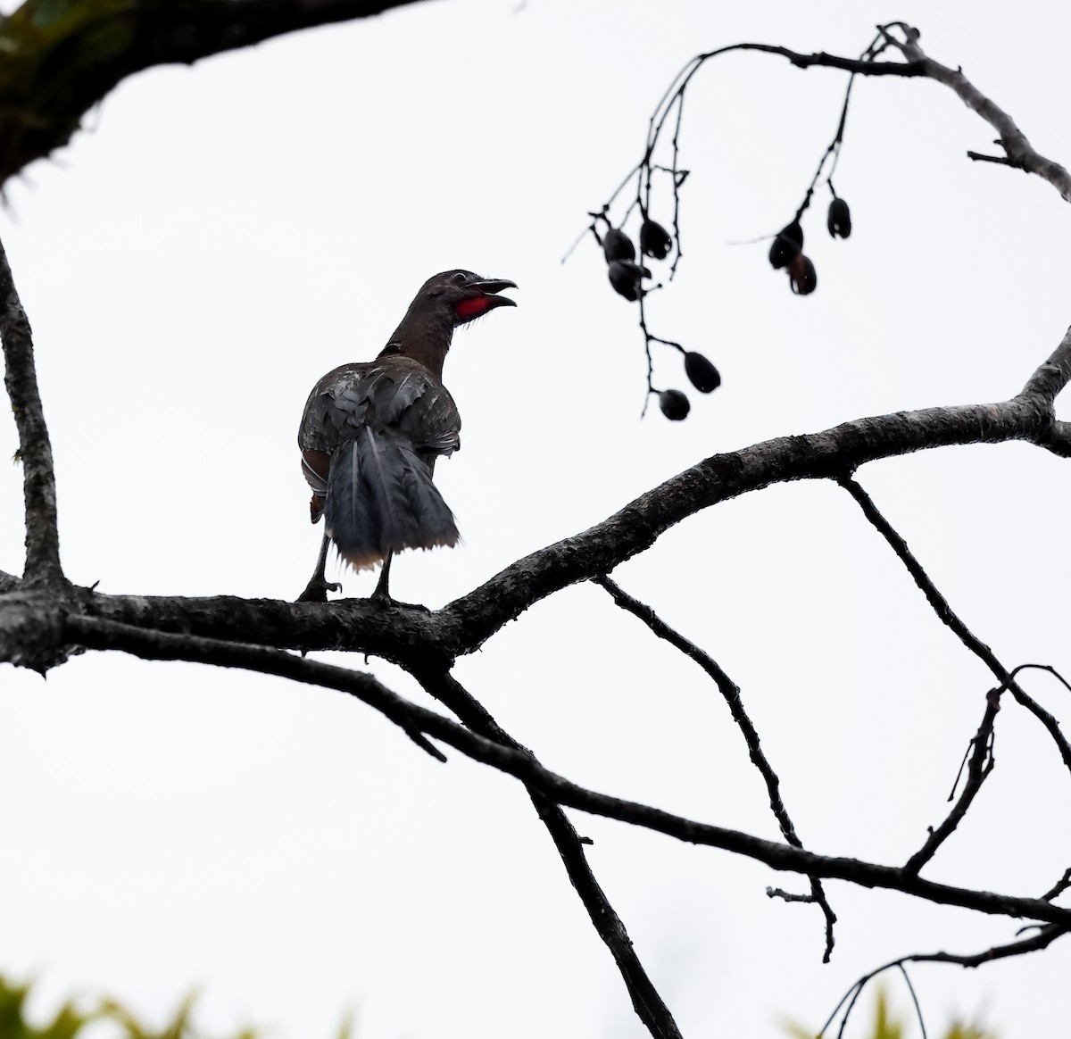 Gray-headed Chachalaca - ML645046427