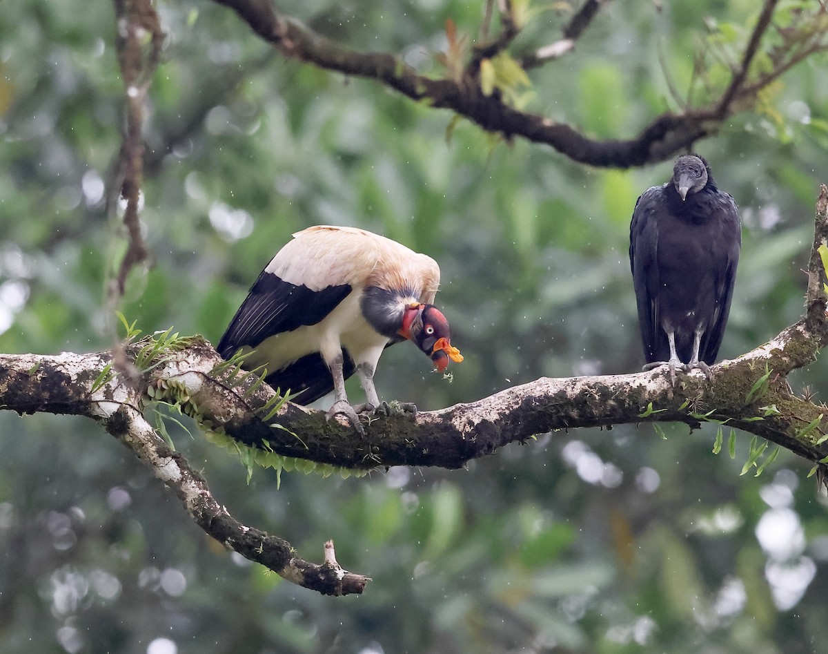 King Vulture - ML645046440