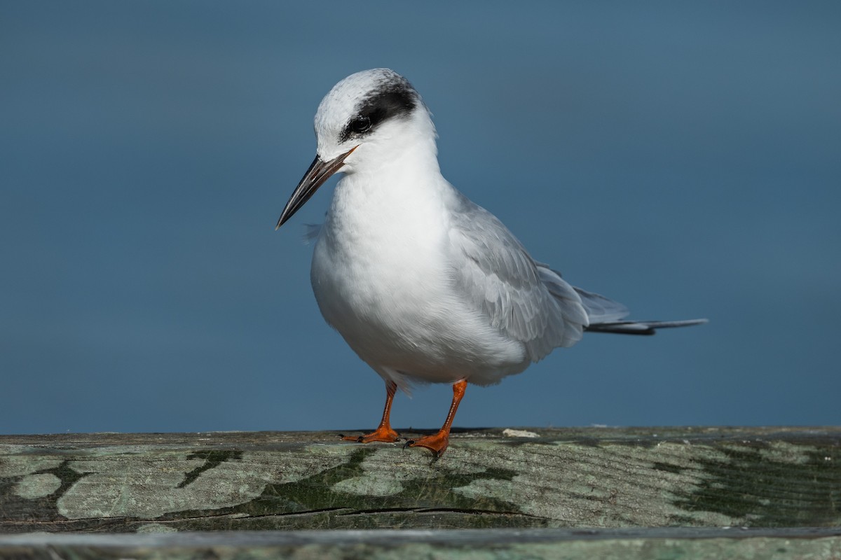 Forster's Tern - ML645046447