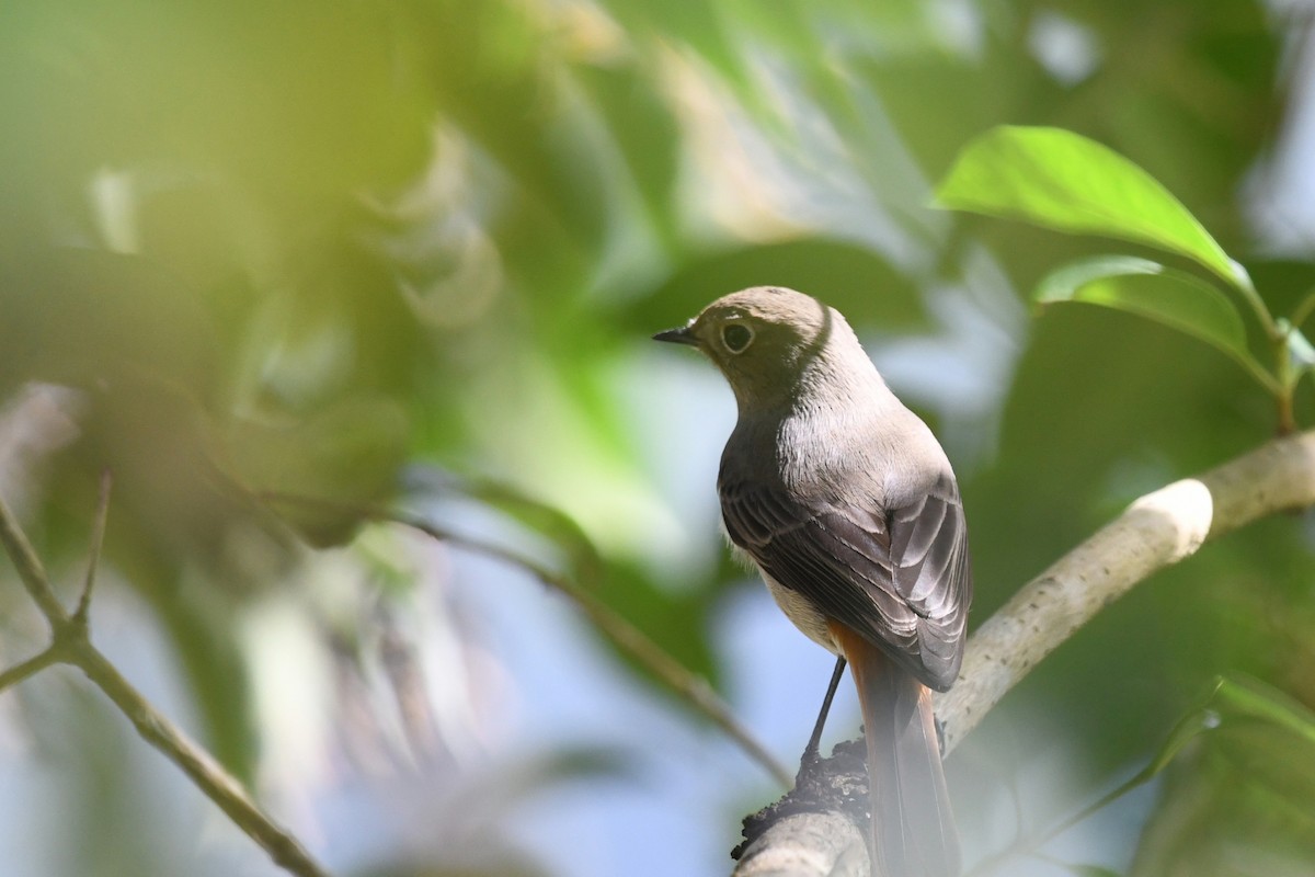 Hodgson's Redstart - ML645046521