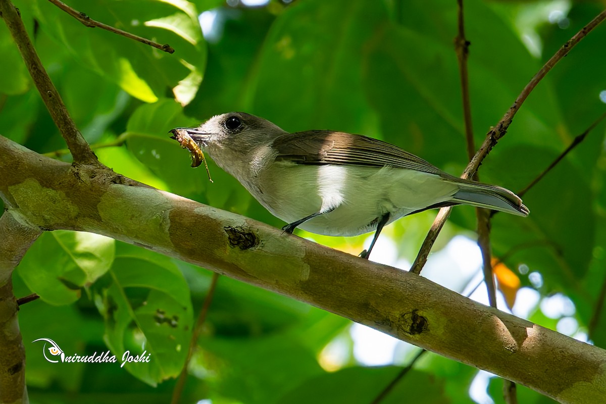 Mangrove Whistler - ML645046525