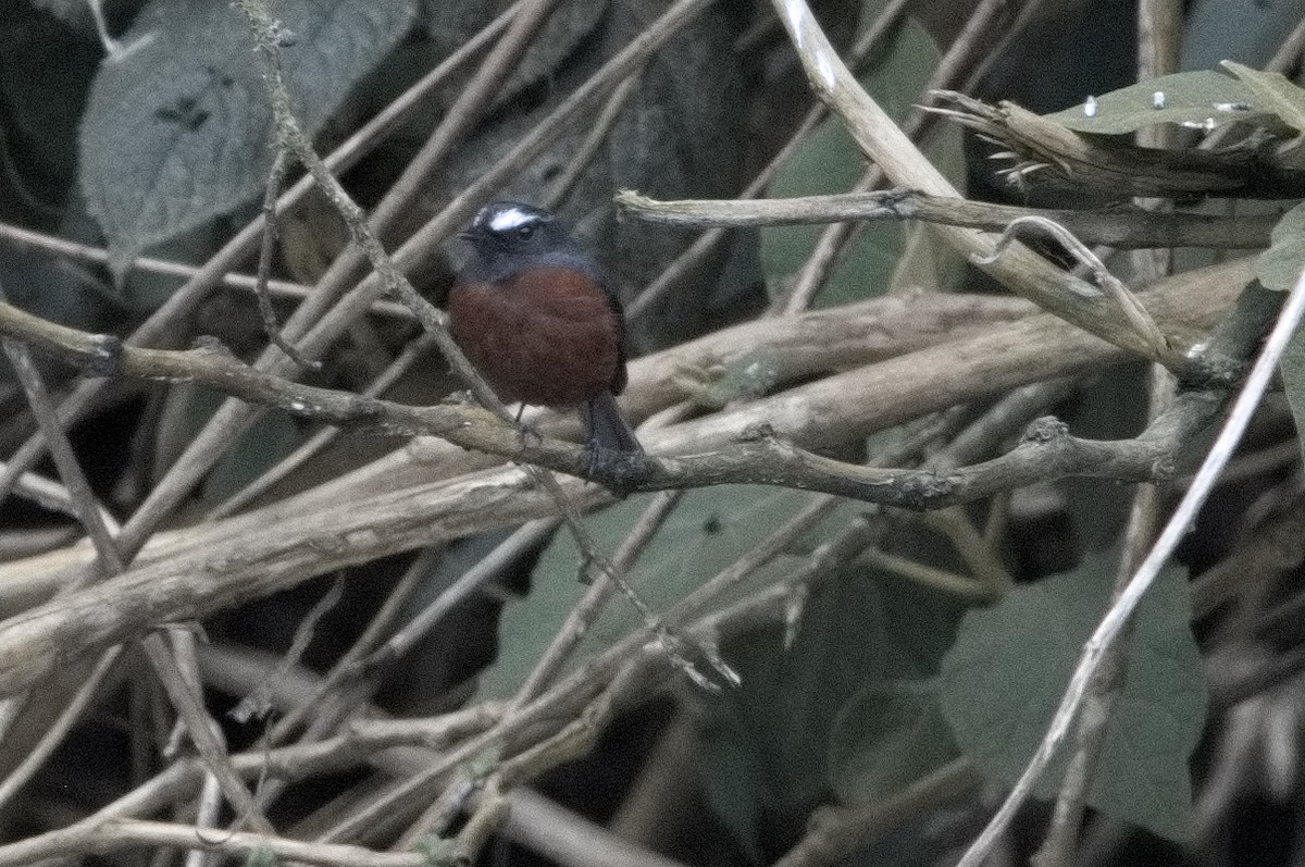 Chestnut-bellied Chat-Tyrant - ML645046540