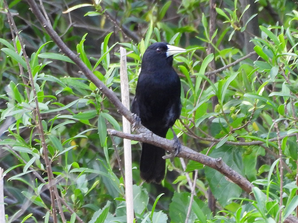 Solitary Black Cacique - ML645046541