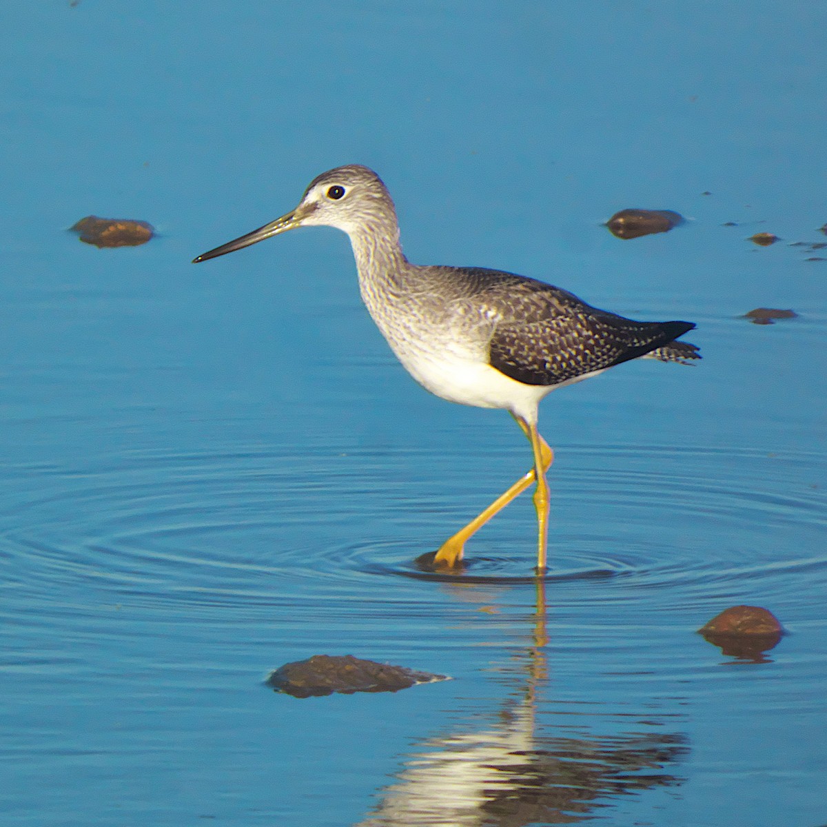 Greater Yellowlegs - ML645046553