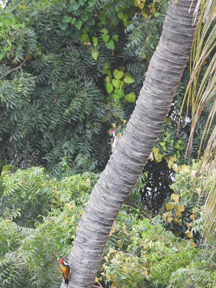 Black-rumped Flameback - ML645046571