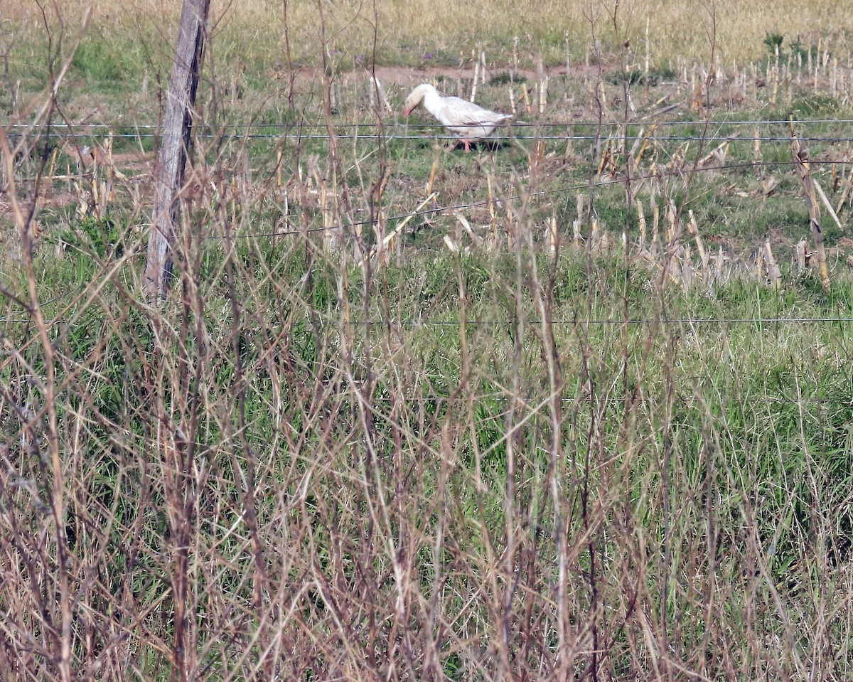 Graylag Goose - ML645046572