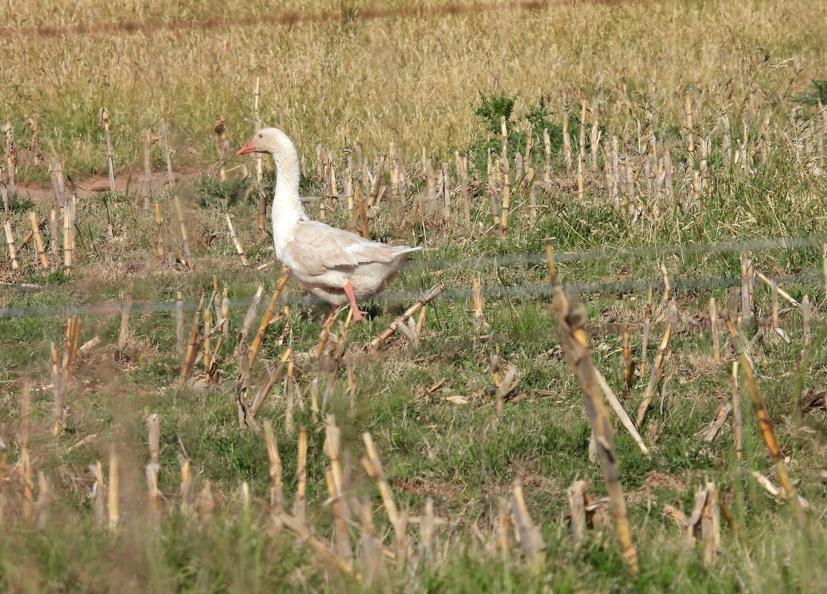 Graylag Goose - ML645046573