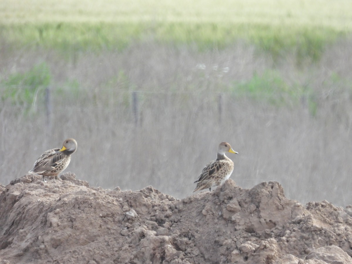 gulnebbstjertand - ML645046581