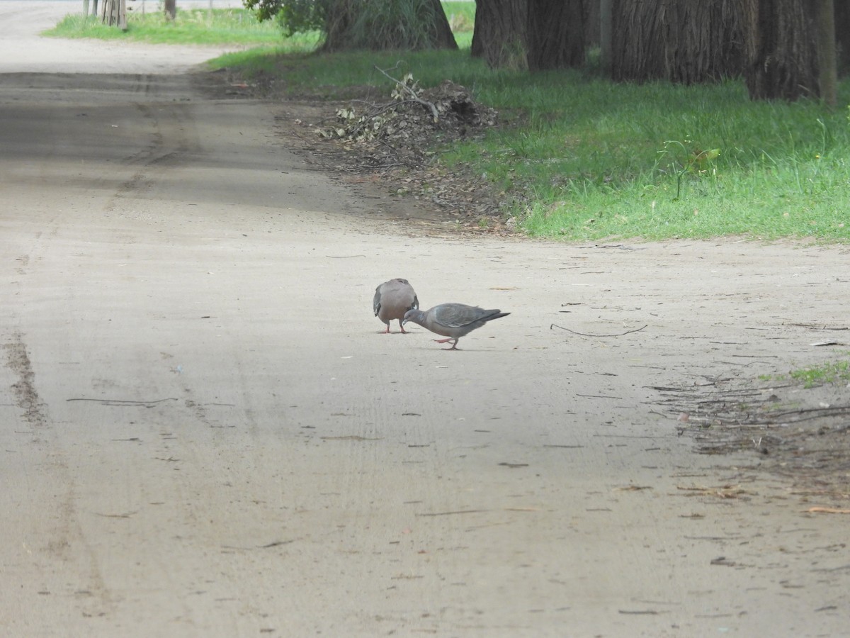 Pikazuro Güvercini - ML645046583