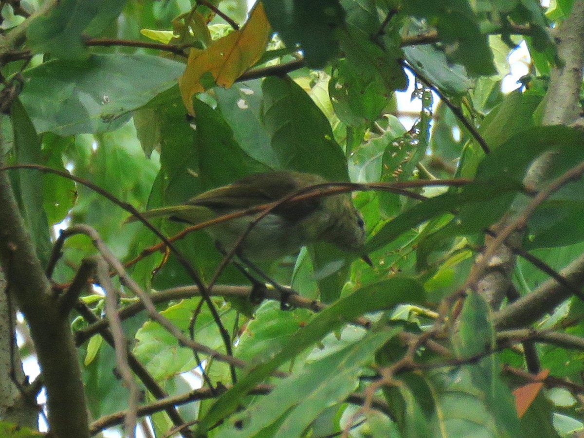 Lompobattang Leaf Warbler - ML645046584