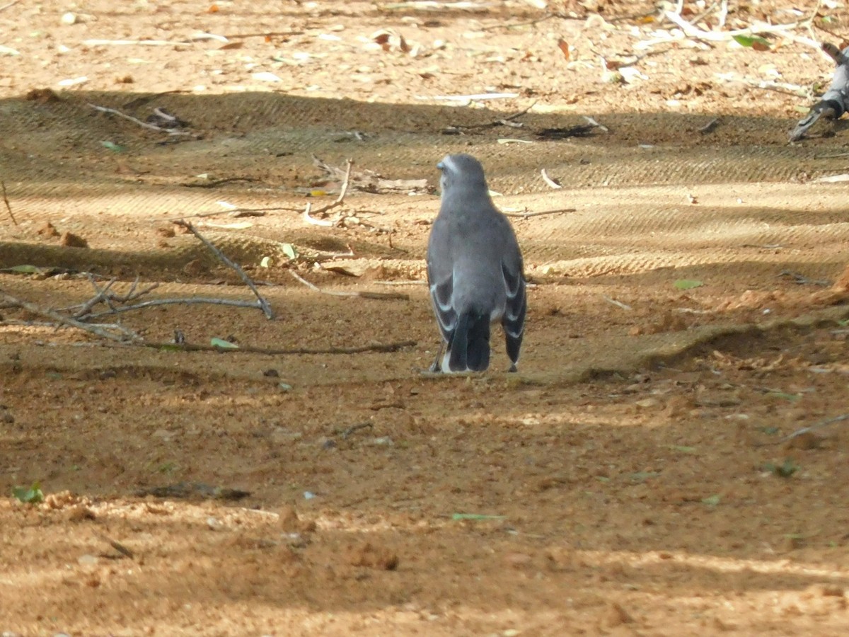 Tropikal Taklitçi - ML645046589