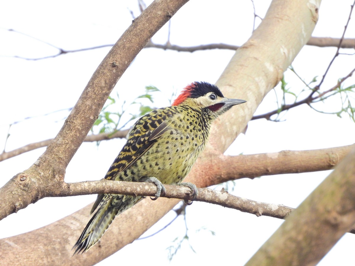 Декол плямистоволий - ML645046592