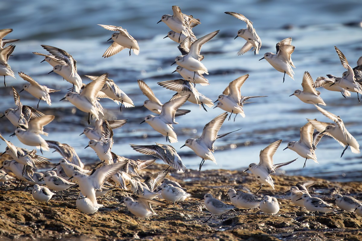 Txirri zuria - ML645046600