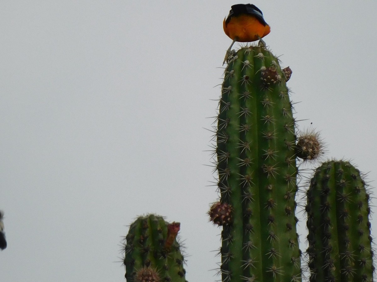 Venezuelan Troupial - ML645046601