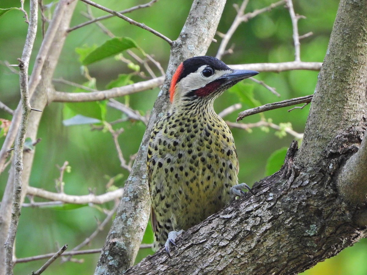 Декол плямистоволий - ML645046605