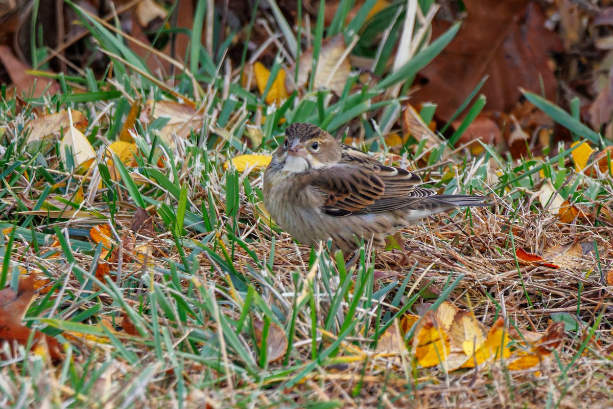 Dickcissel - ML645046613
