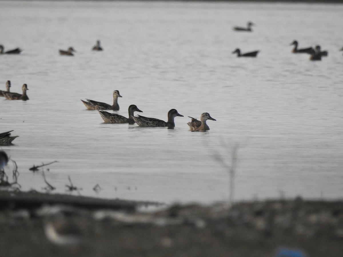 Цагаан хөмсөгт нугас - ML645046614