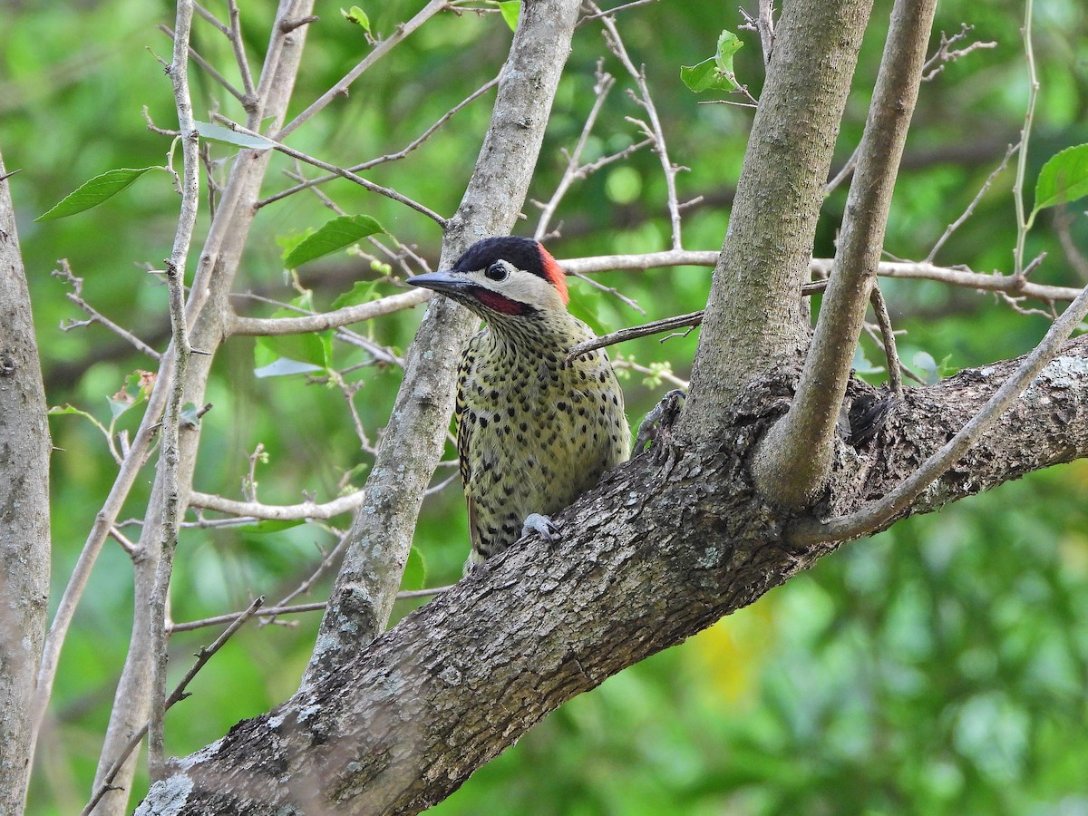 Декол плямистоволий - ML645046615