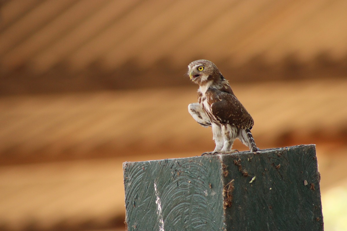 Ferruginous Pygmy-Owl - ML645046620