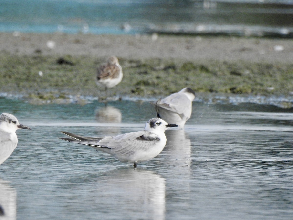 Буурал хараалай - ML645046628
