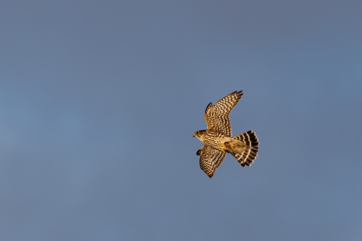 Merlin - ML645046631