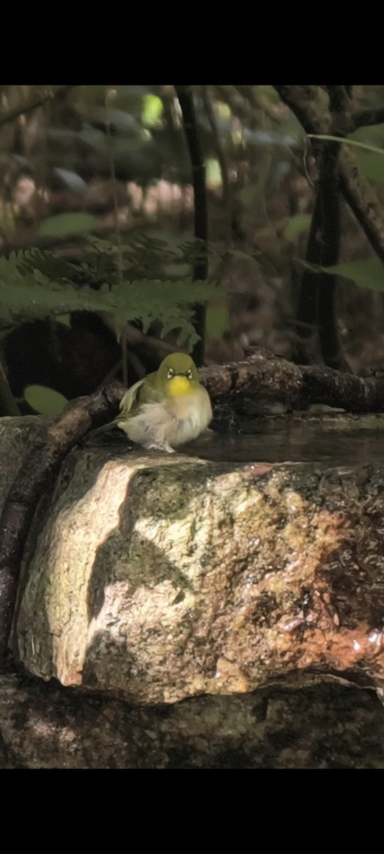 Warbling White-eye - ML645046633