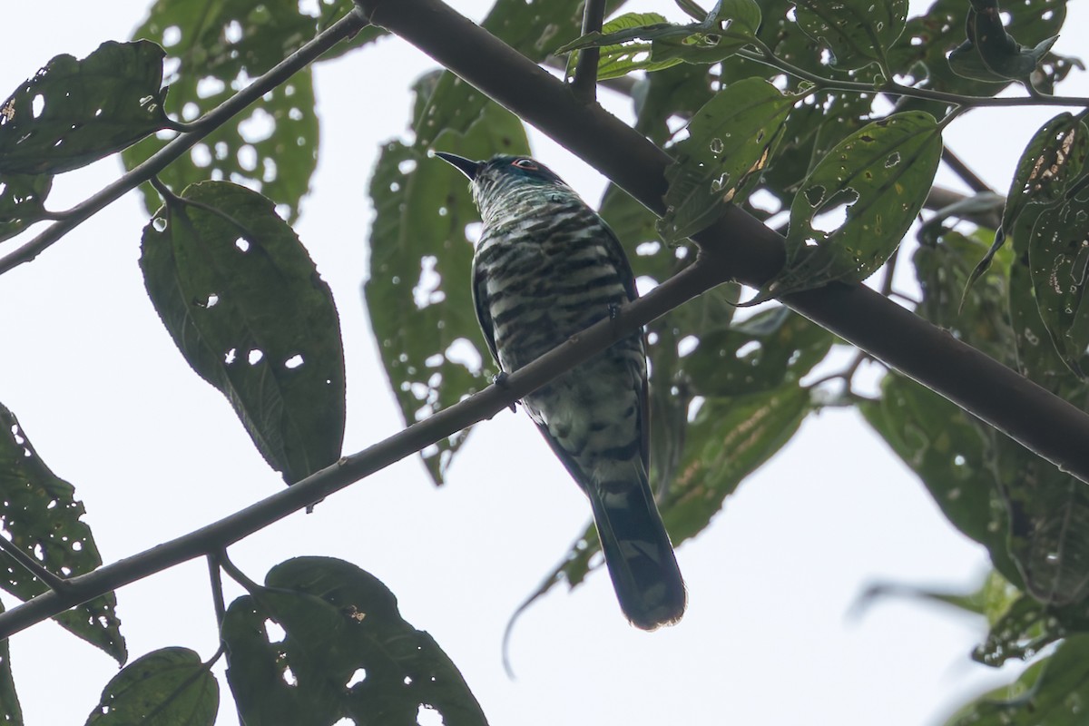 kukačka bělouchá - ML645046636