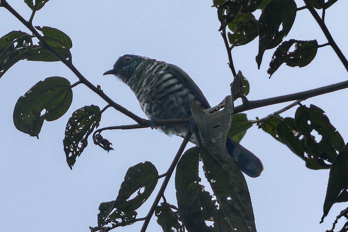 kukačka bělouchá - ML645046637