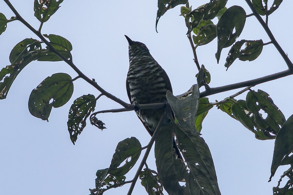 kukačka bělouchá - ML645046638