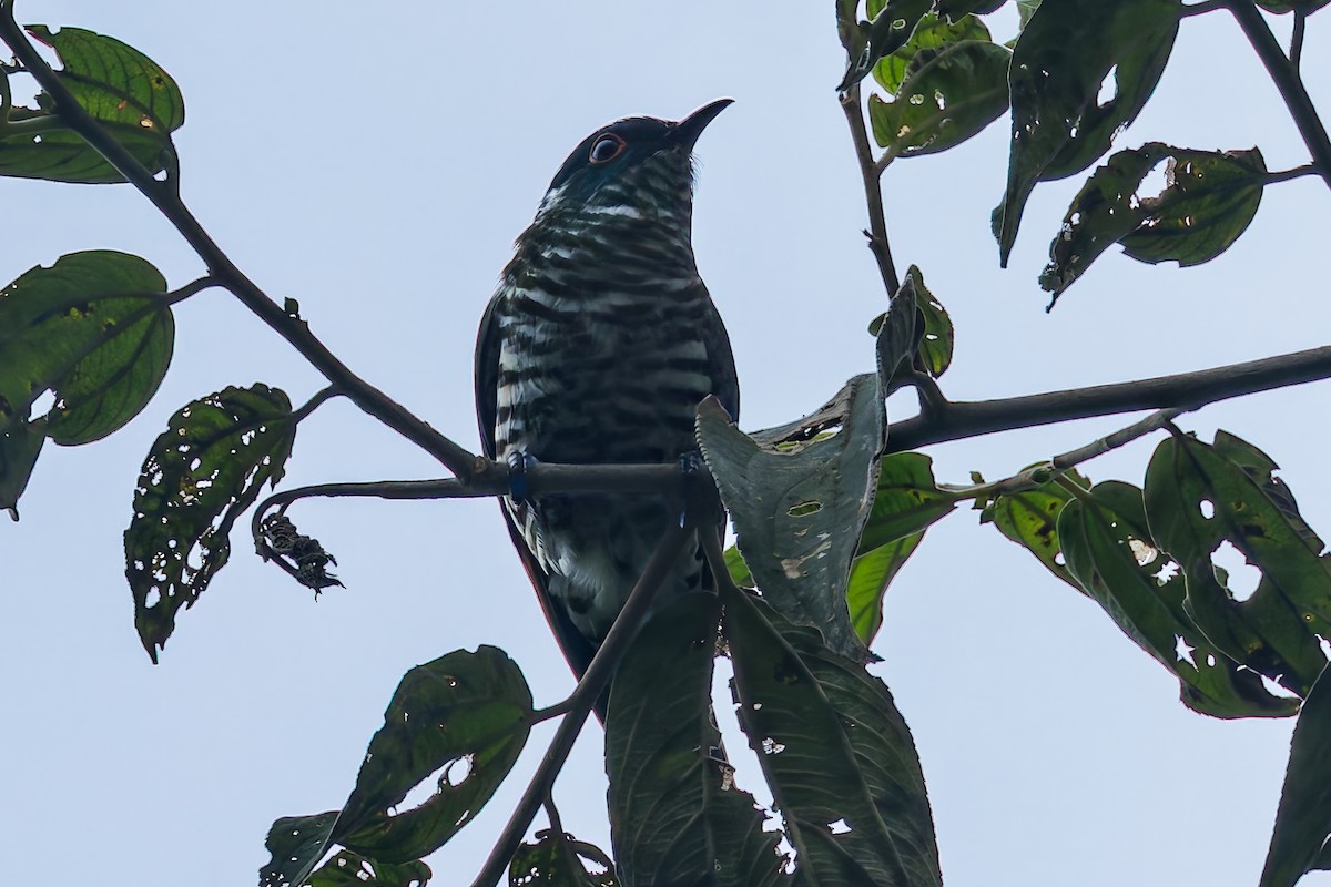 kukačka bělouchá - ML645046639