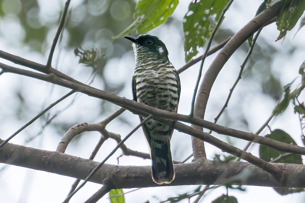 kukačka bělouchá - ML645046640