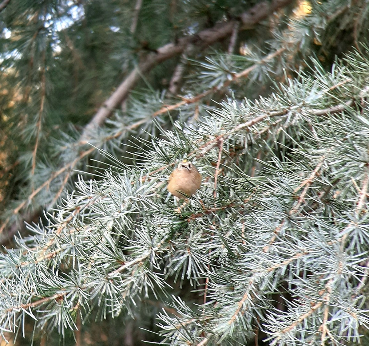 králíček obecný - ML645046653