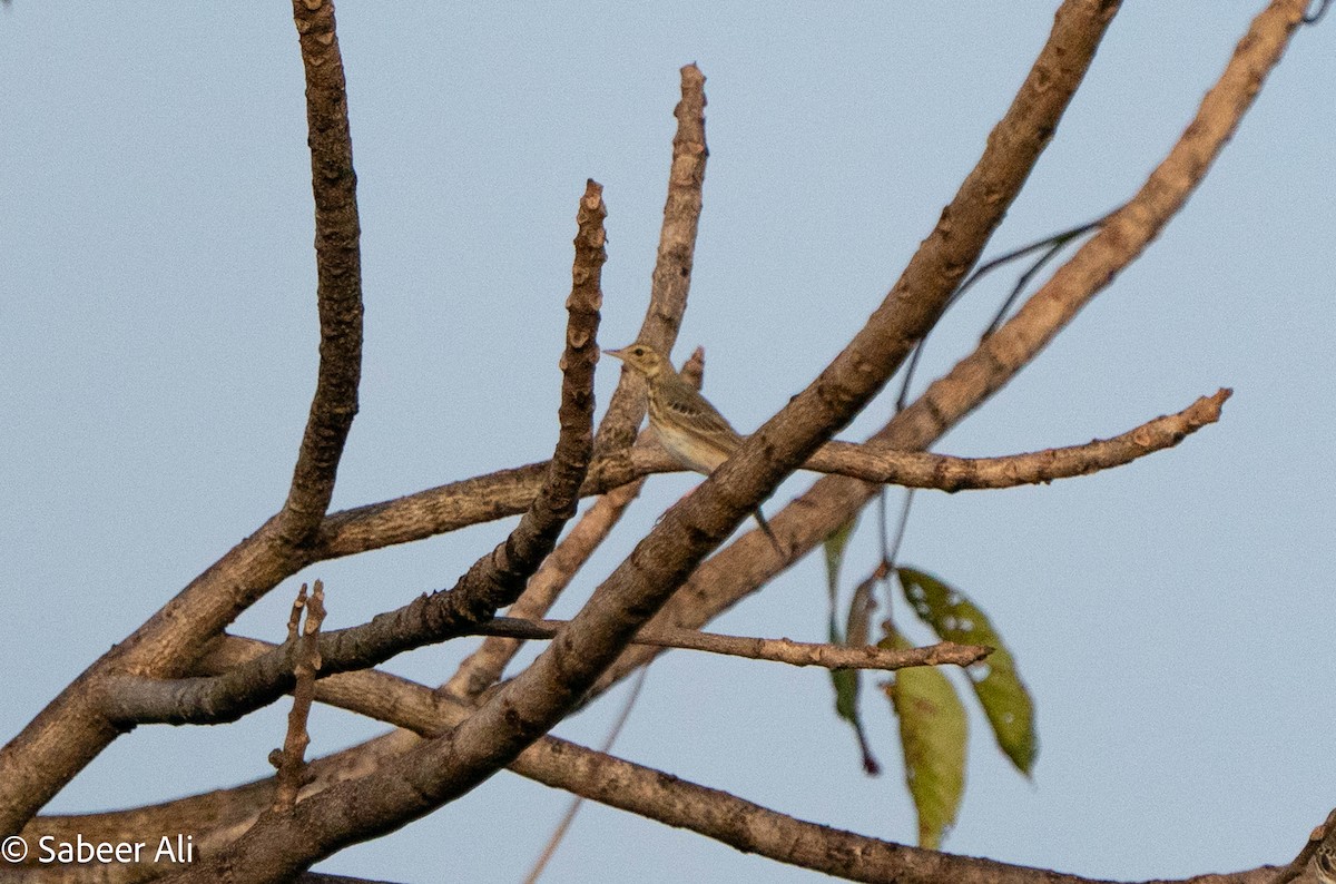 Tree Pipit - ML645046656