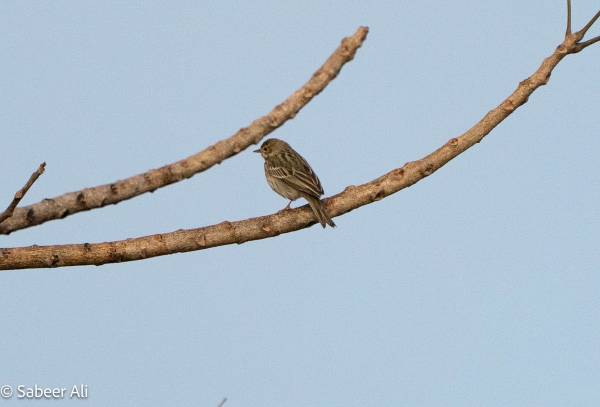 Tree Pipit - ML645046657