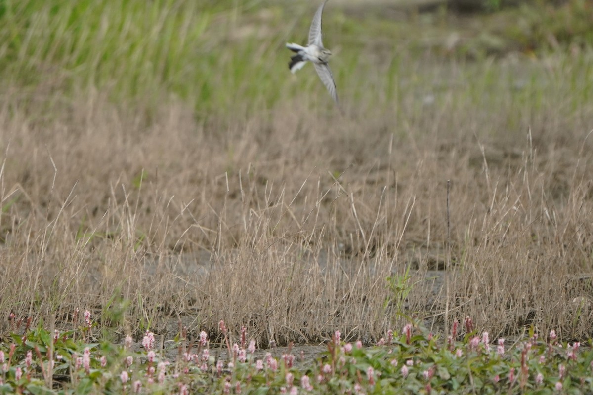 Bergeronnette grise - ML645046660