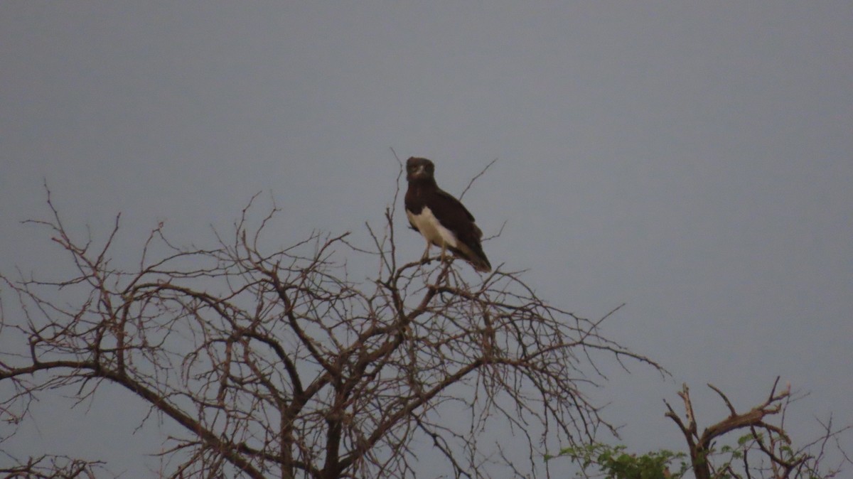 Black-chested Snake-Eagle - ML645046665