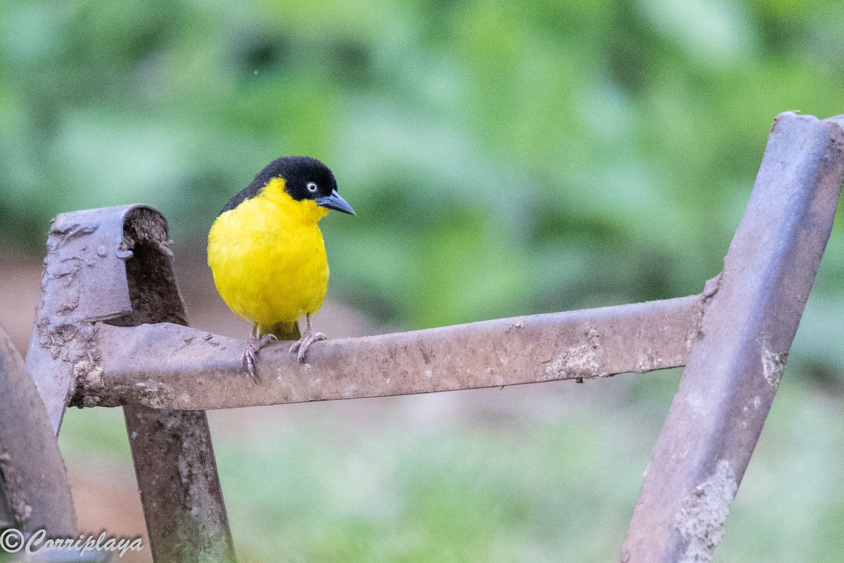 Tejedor Baglafecht - ML645046669