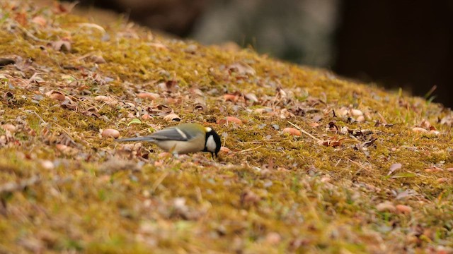 Asian Tit (Japanese) - ML645046678