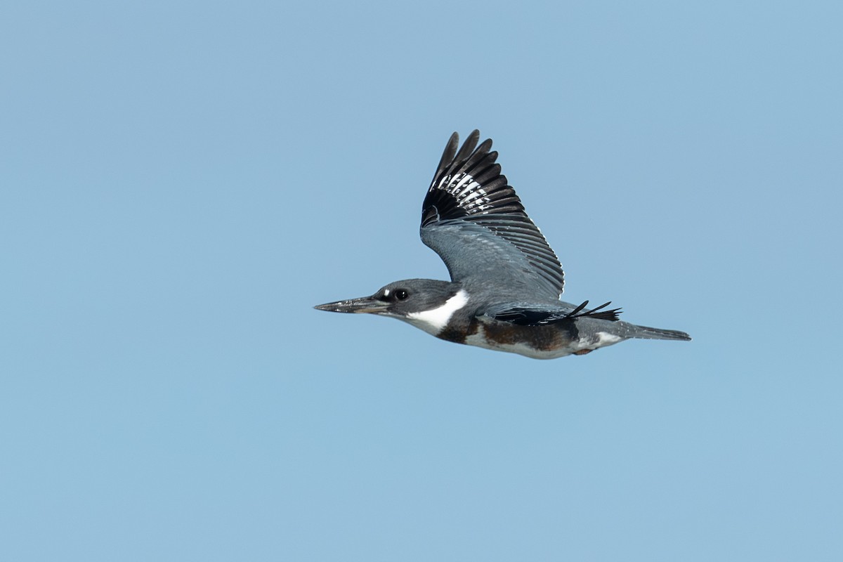 Belted Kingfisher - ML645046679