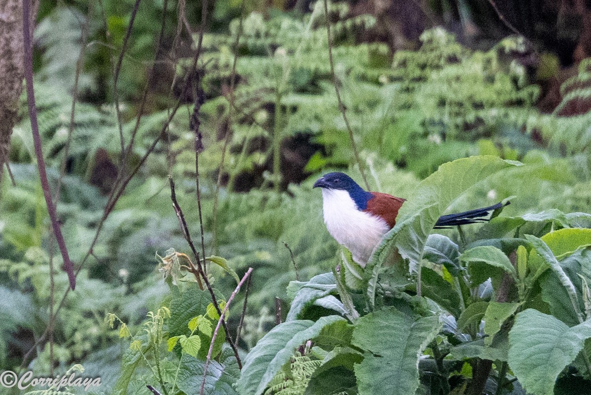 Blue-headed Coucal - ML645046681