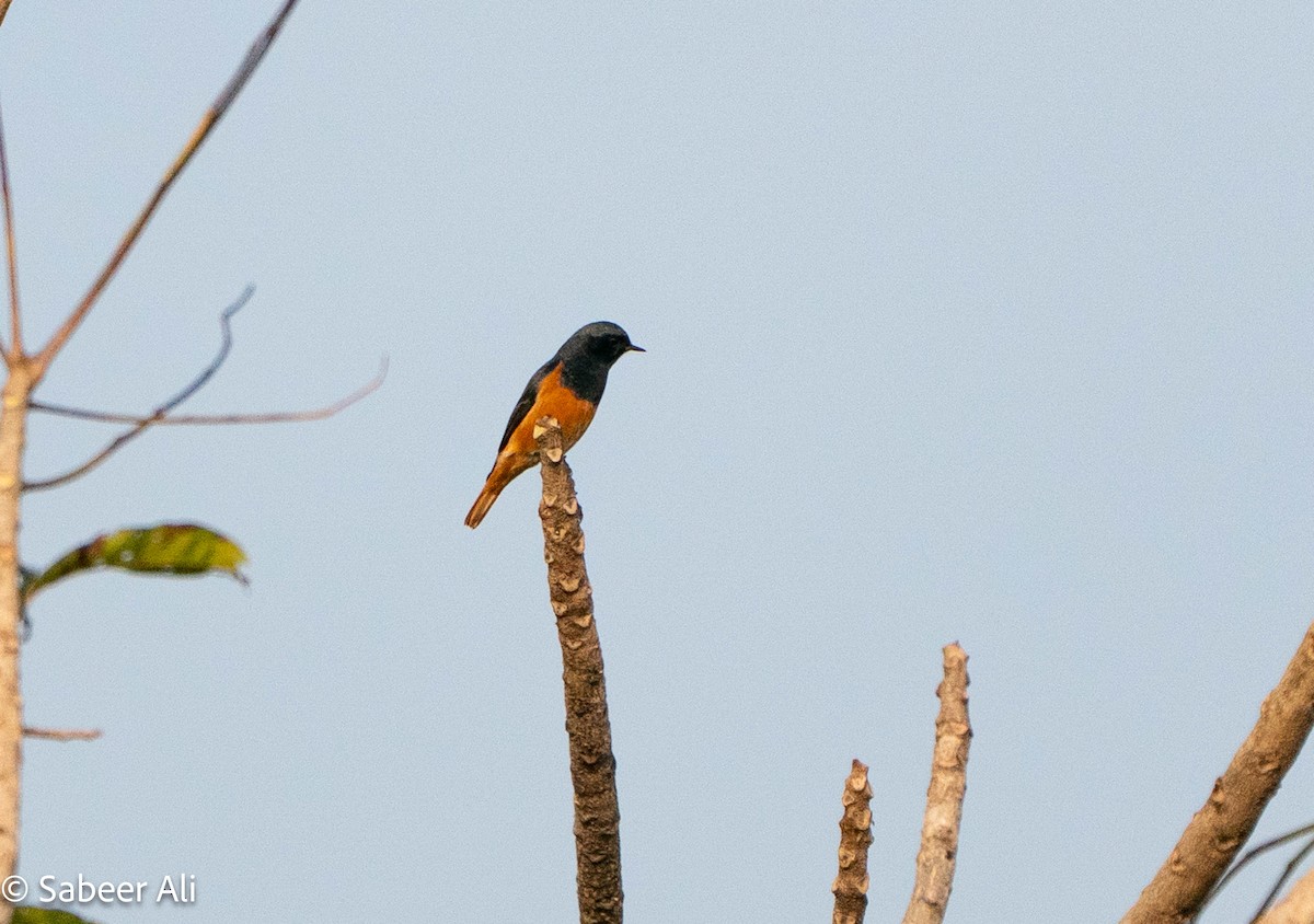 Black Redstart - ML645046696