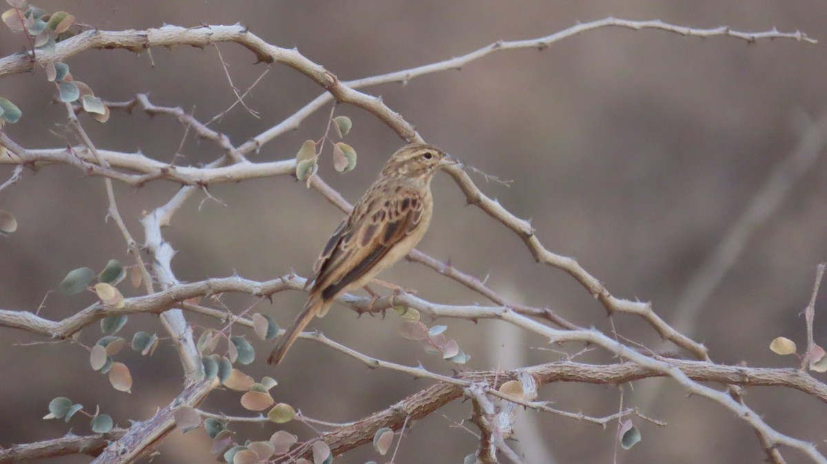 nomadespurv - ML645046702