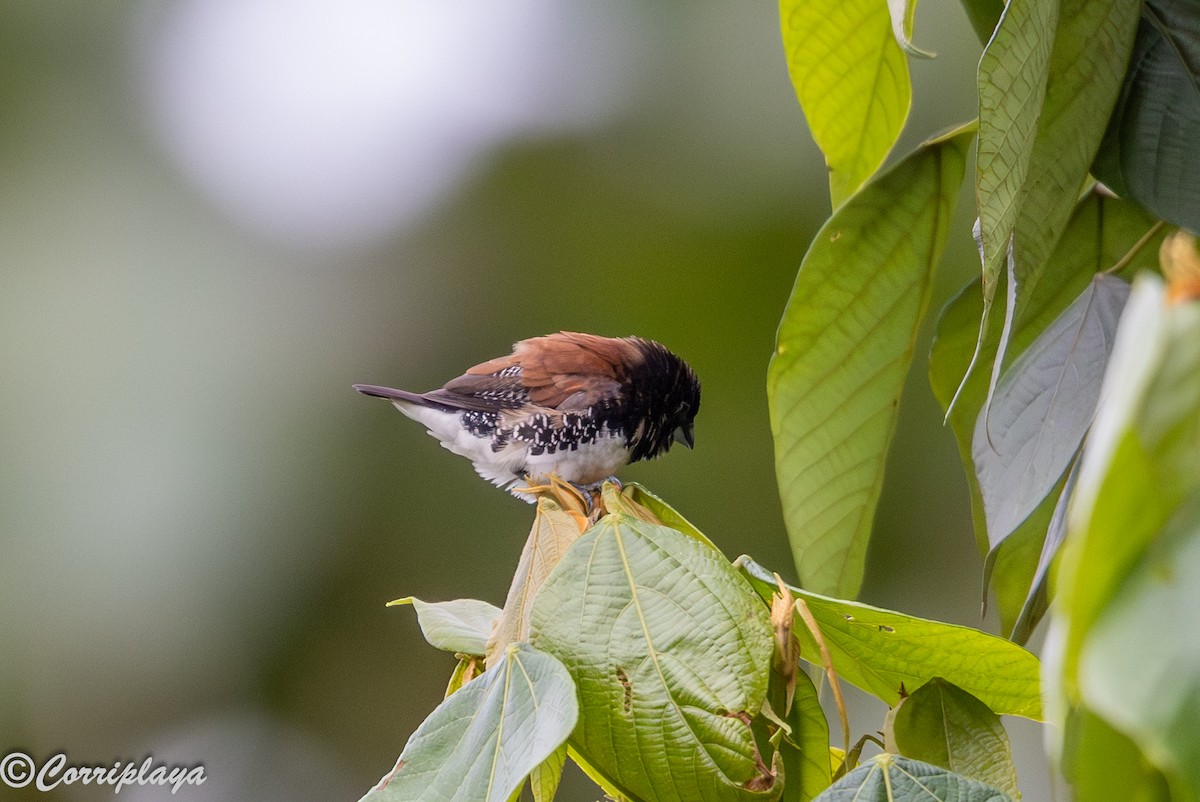 クロシチホウ（nigriceps／woltersi） - ML645046703