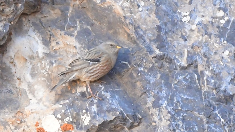 Alpine Accentor - ML645046708