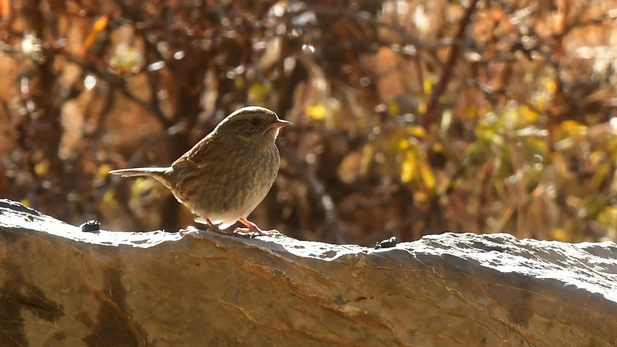 Dunnock - ML645046716