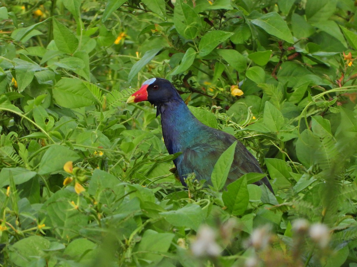 Uroilo urdin amerikarra - ML645046735