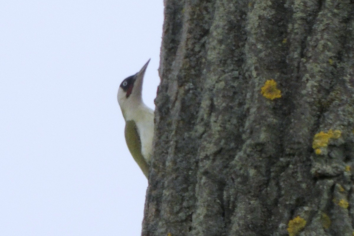Eurasian Green Woodpecker - ML645046739