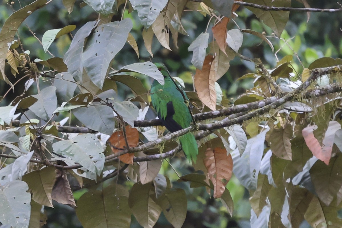 Crested Quetzal - ML645046747