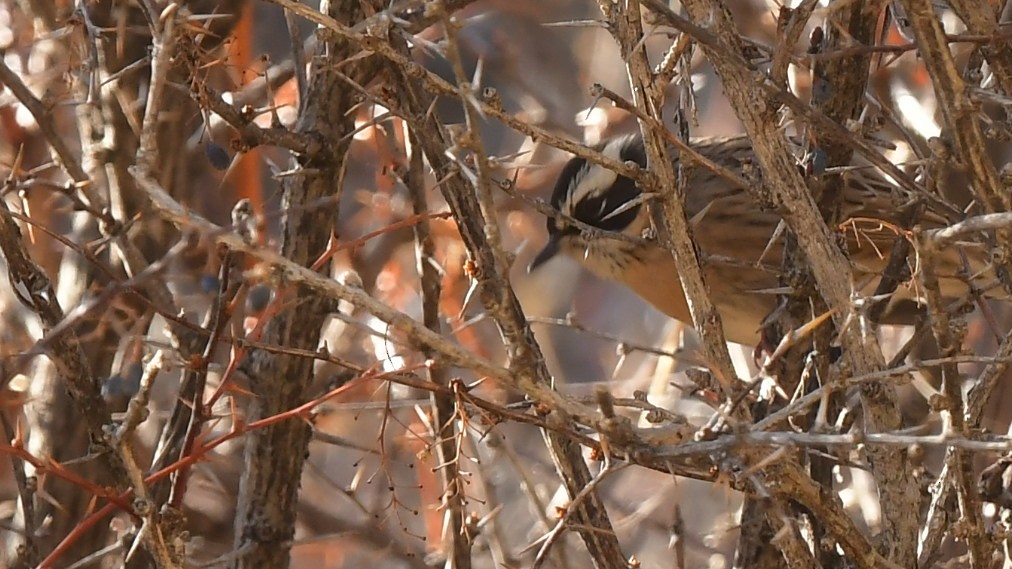 Radde's Accentor - ML645046748